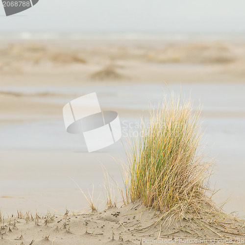 Image of Dune-grass on the beach