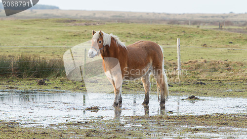 Image of Horse standing in a pool after days of raining