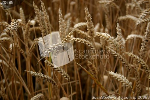 Image of Wheats