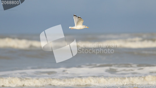 Image of Herring gull on a beach