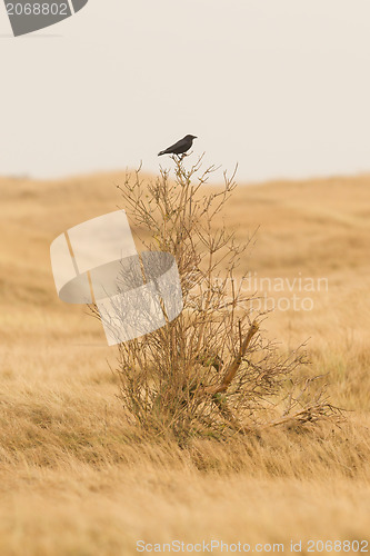 Image of Single crow