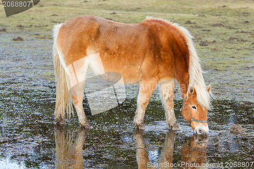 Image of Horse standing in a pool after days of raining