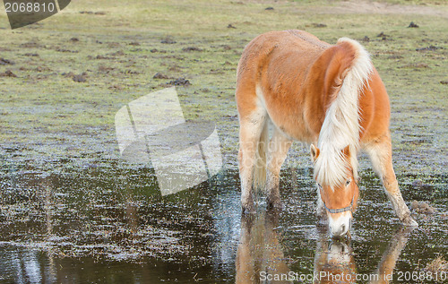 Image of Horse standing in a pool after days of raining