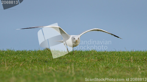 Image of Young seagull landing on the grass