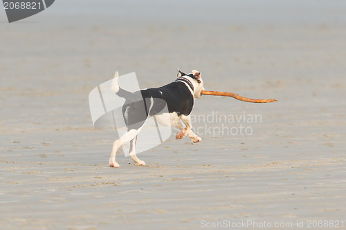 Image of Dog playing with a stick on the beach