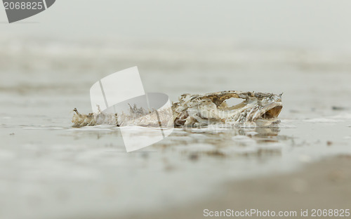 Image of Decomposing dead fish carcass 