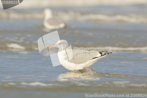 Image of Herring gull on a beach