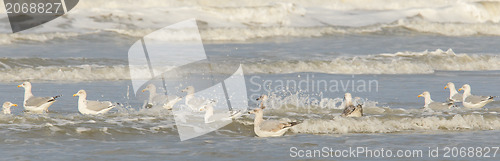 Image of Herring gull on a beach