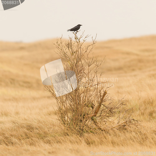 Image of Single crow