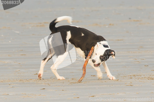 Image of Dog playing with a stick on the beach