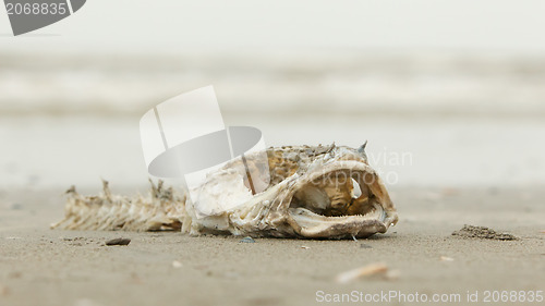 Image of Decomposing dead fish carcass 