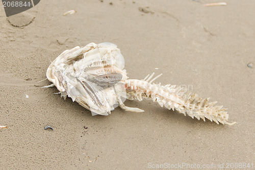 Image of Decomposing dead fish carcass 