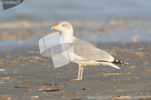 Image of Herring gull on a beach