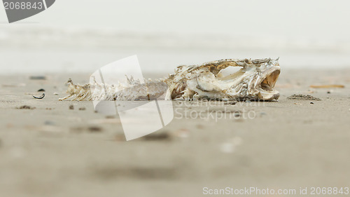 Image of Decomposing dead fish carcass 