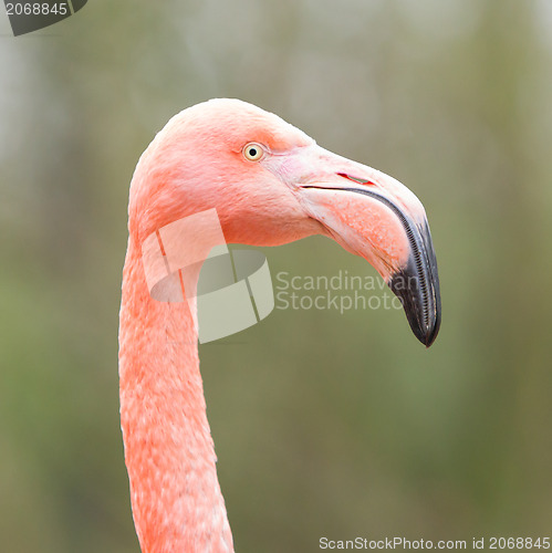 Image of Closeup shot of pink flamingo