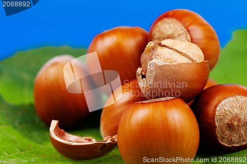 Image of Hazelnut