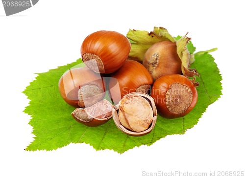 Image of Hazelnut