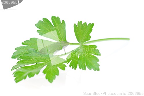 Image of Fresh parsley