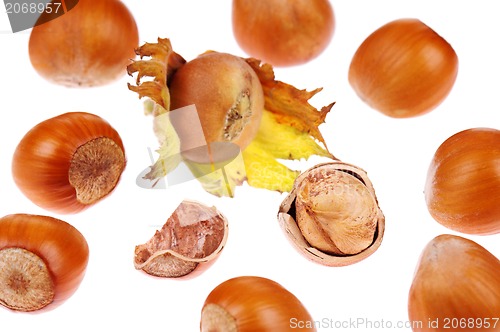 Image of Hazelnut