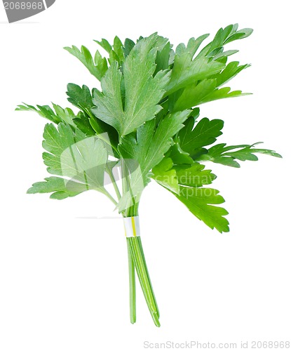 Image of Fresh parsley
