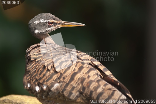 Image of tropical pigeon bird