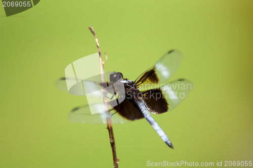 Image of dragonfly