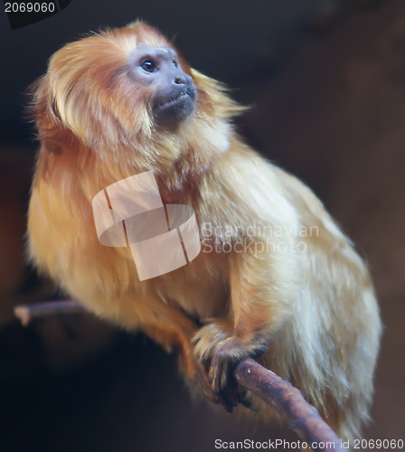 Image of yellow monkey