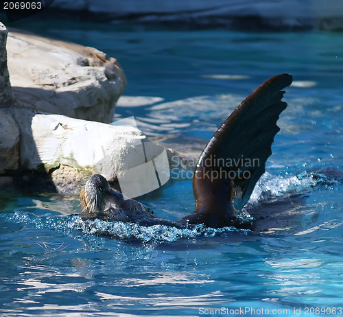 Image of seal high five