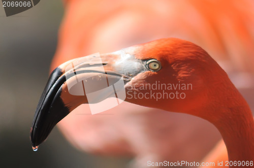 Image of pink flamingo