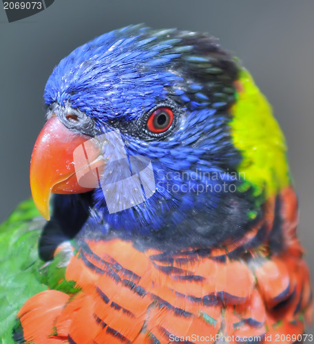 Image of rainbow parrot