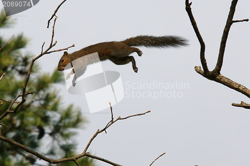 Image of flying squirrel
