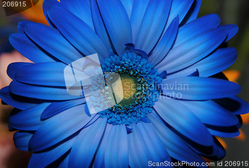 Image of Blue-flower