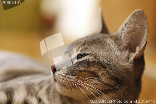 Image of Gray young cat.