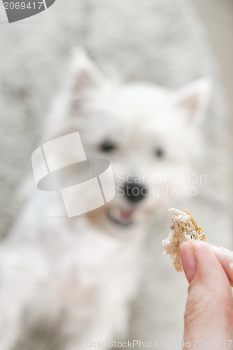 Image of West highland white terrier