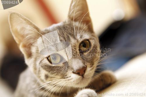 Image of Gray young cat.