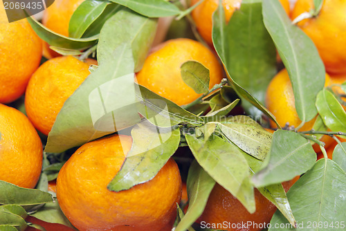 Image of Mandarins