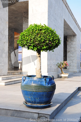 Image of fancy shaped decorative tree 