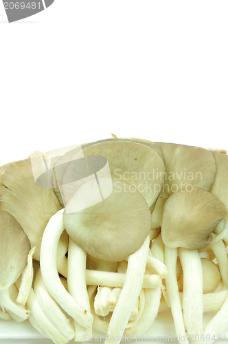 Image of Oyster mushrooms on a white background 