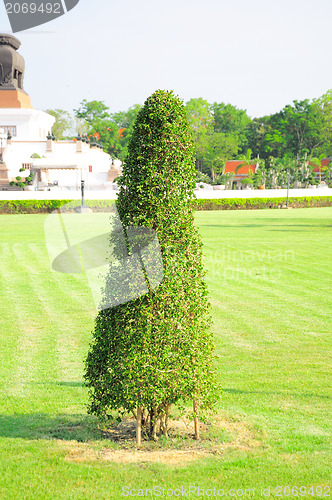 Image of Shrub in the garden