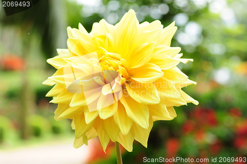 Image of petals of a flower