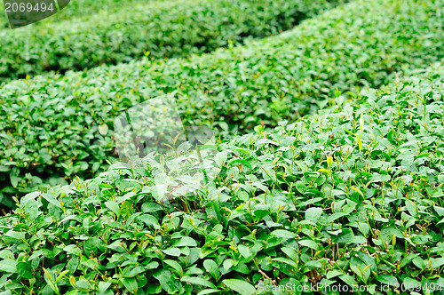 Image of Ulong tea farm