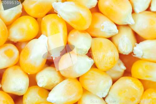 Image of Corn seeds background 