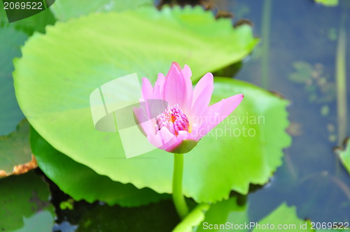 Image of lotus flower blossom 