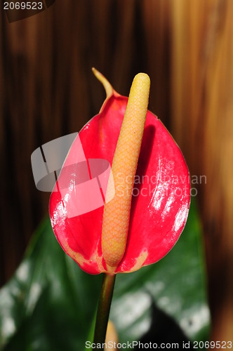 Image of Anthurium 'sonate' (flamingo lily) 