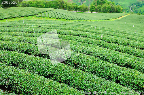 Image of Ulong tea farm