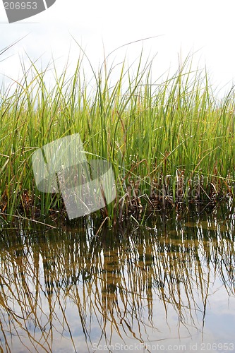 Image of green reeds