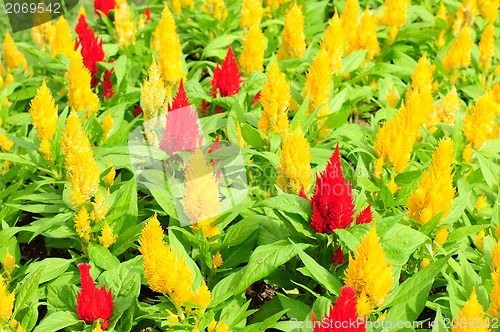 Image of Background from petals of a yellow flower 