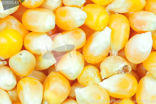 Image of Corn seeds background 