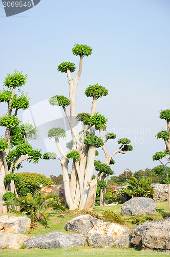 Image of fancy shaped decorative tree 