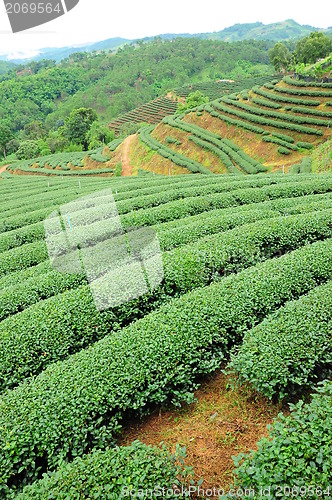 Image of Ulong tea farm